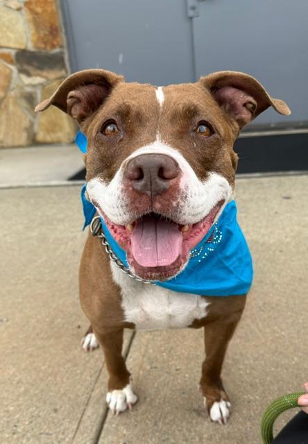 Enlarge PorkChop, an adopted mixed breed in Long Beach, NY image 3/5