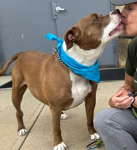 Enlarge PorkChop, an adopted mixed breed in Long Beach, NY image 5/5