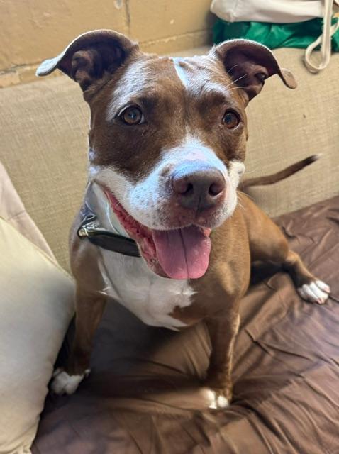 Enlarge PorkChop, an adopted mixed breed in Long Beach, NY image 2/5