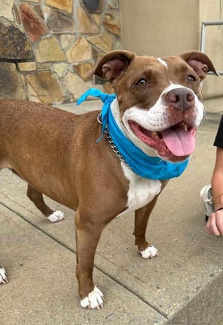 Enlarge PorkChop, an adopted mixed breed in Long Beach, NY image 4/5