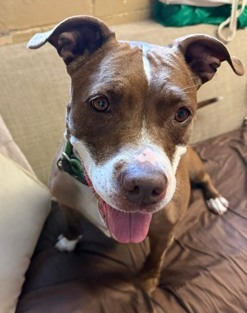 PorkChop, adopted, Adult Female American Staffordshire Terrier.