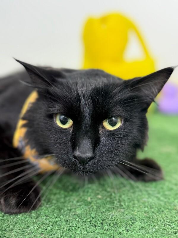 Enlarge Chac, a Adoptable mixed breed in Sacramento, CA image 1/1