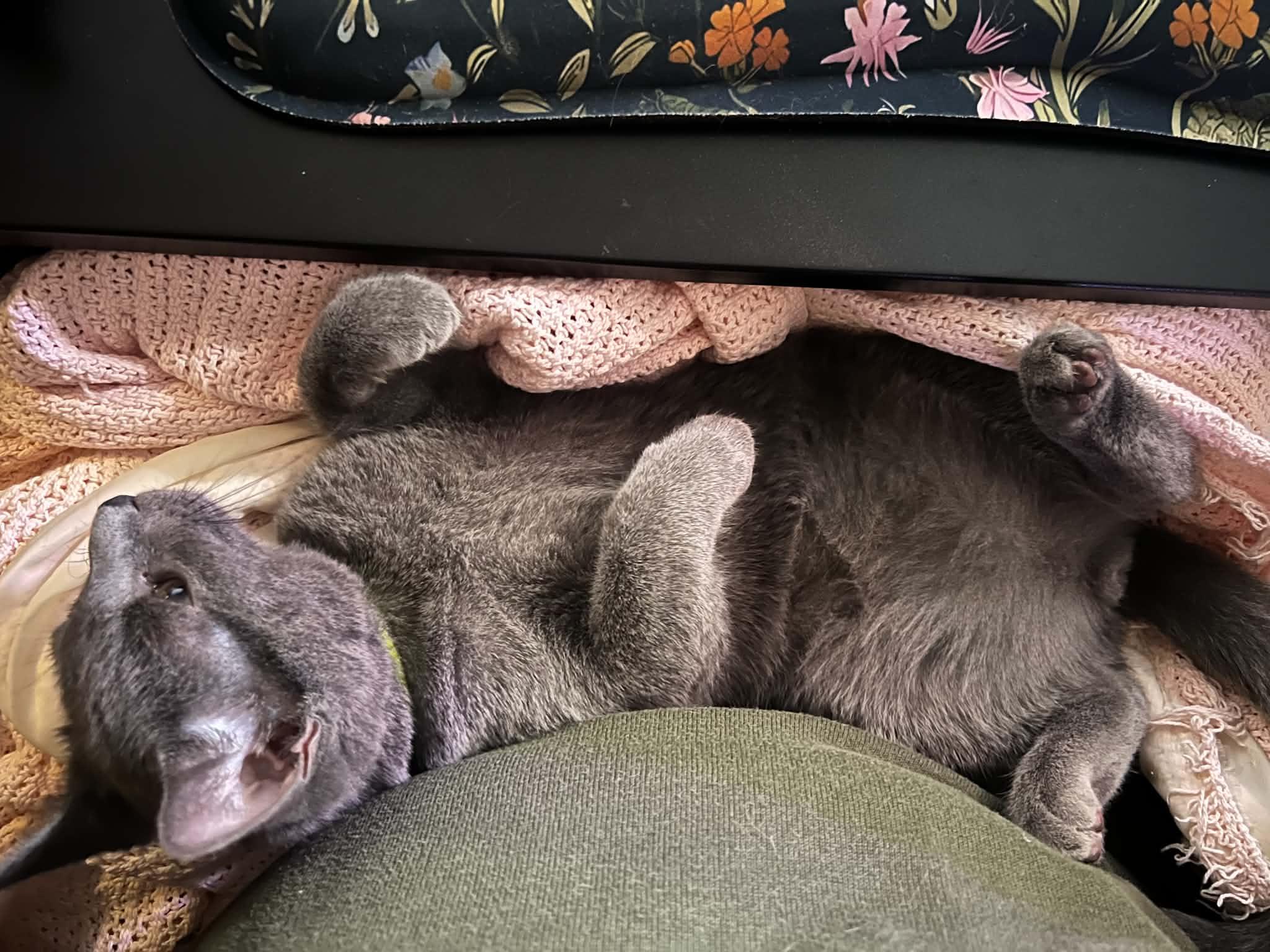 Enlarge Inigo, a Adoptable Domestic Medium Hair in Fairborn, OH image 4/4