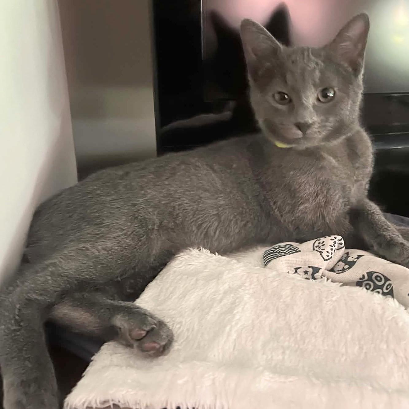 Enlarge Inigo, a Adoptable Domestic Medium Hair in Fairborn, OH image 2/4