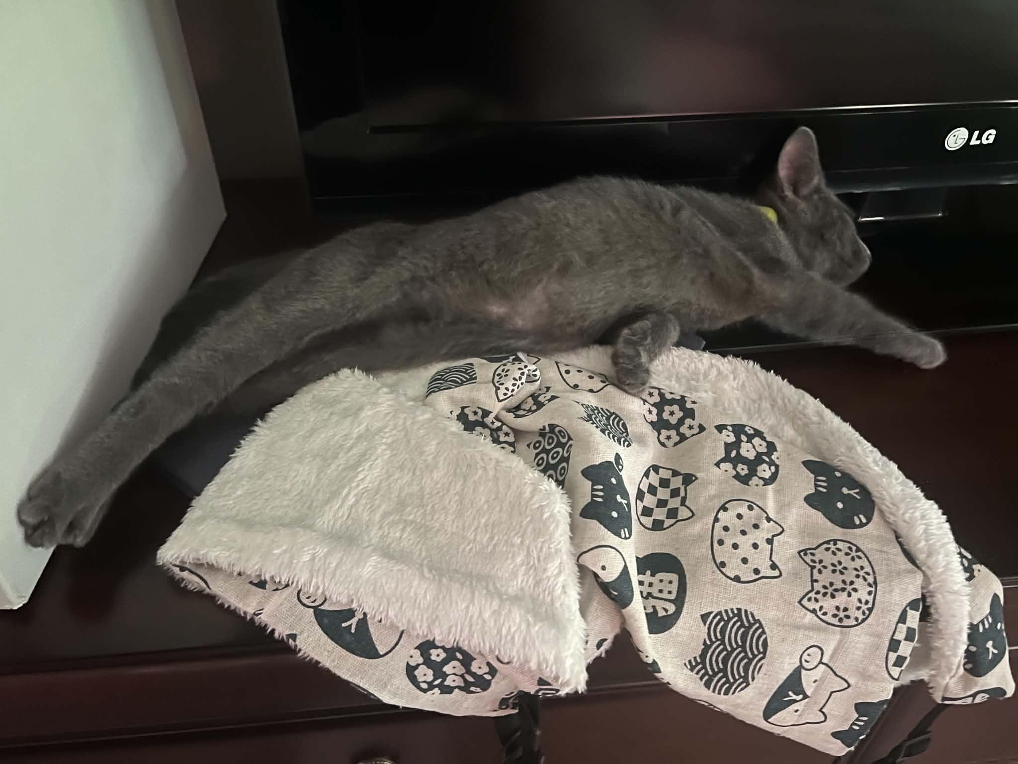 Enlarge Inigo, a Adoptable Domestic Medium Hair in Fairborn, OH image 3/4