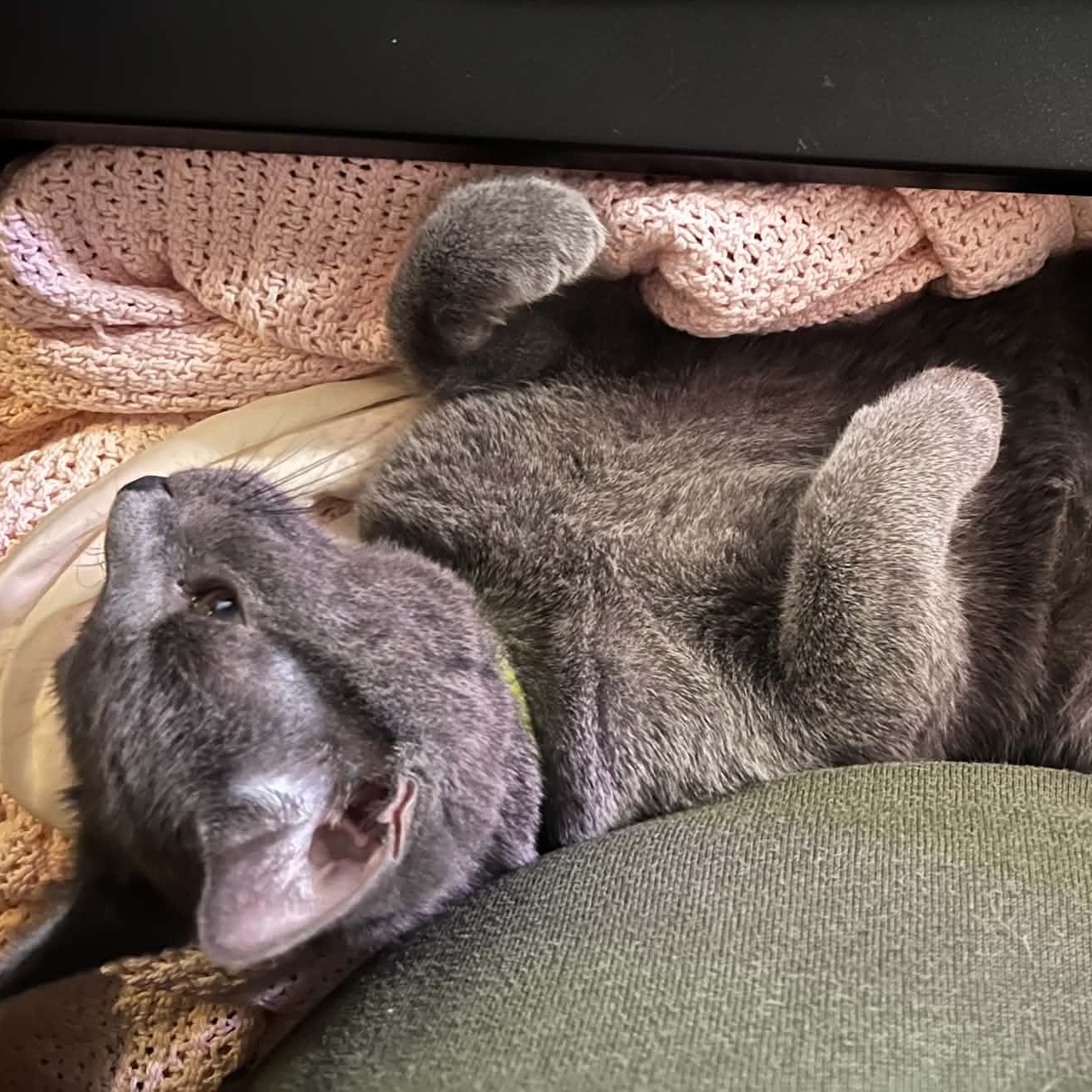 Enlarge Inigo, a Adoptable Domestic Medium Hair in Fairborn, OH image 1/4