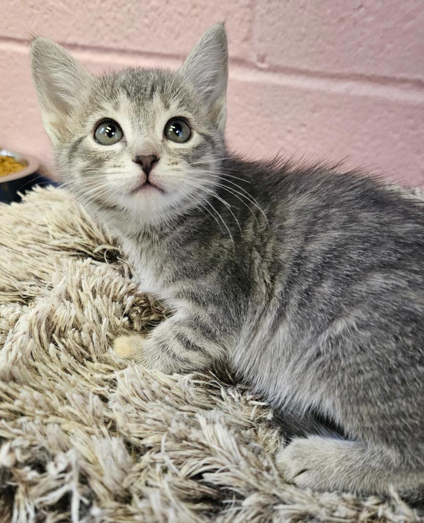 Pigeon, Adoptable, Kitten Female Domestic Short Hair.