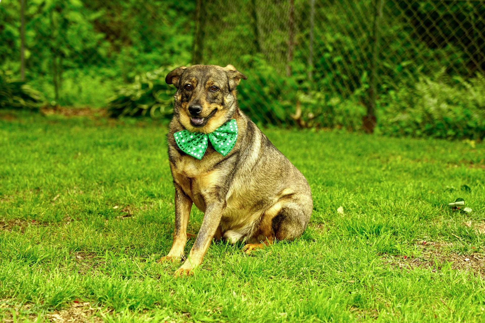 Bentley, Adoptable, Adult Male German Shepherd Dog & Chihuahua.