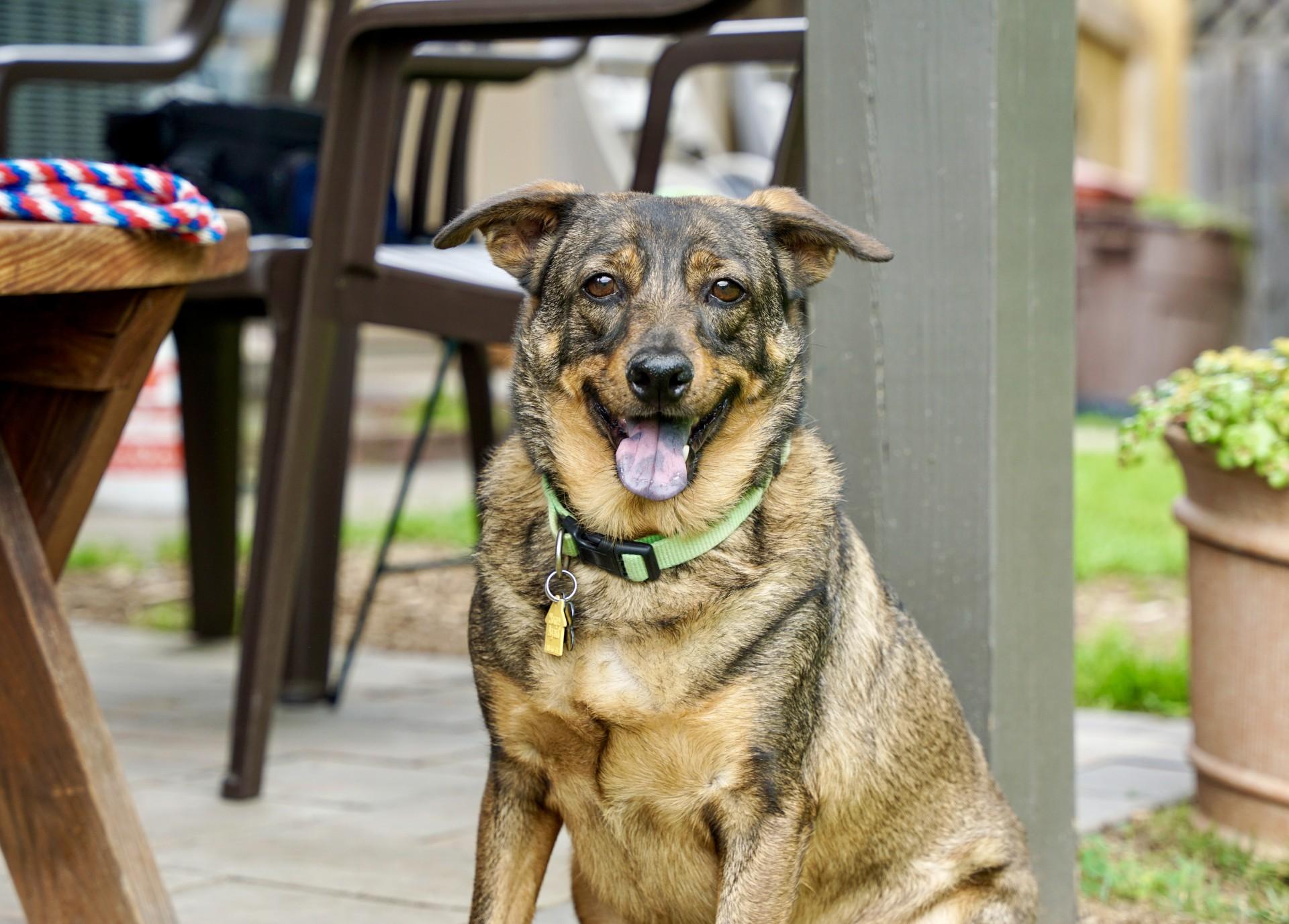 Bentley, a Adoptable mixed breed in Bowie, MD image 2/5