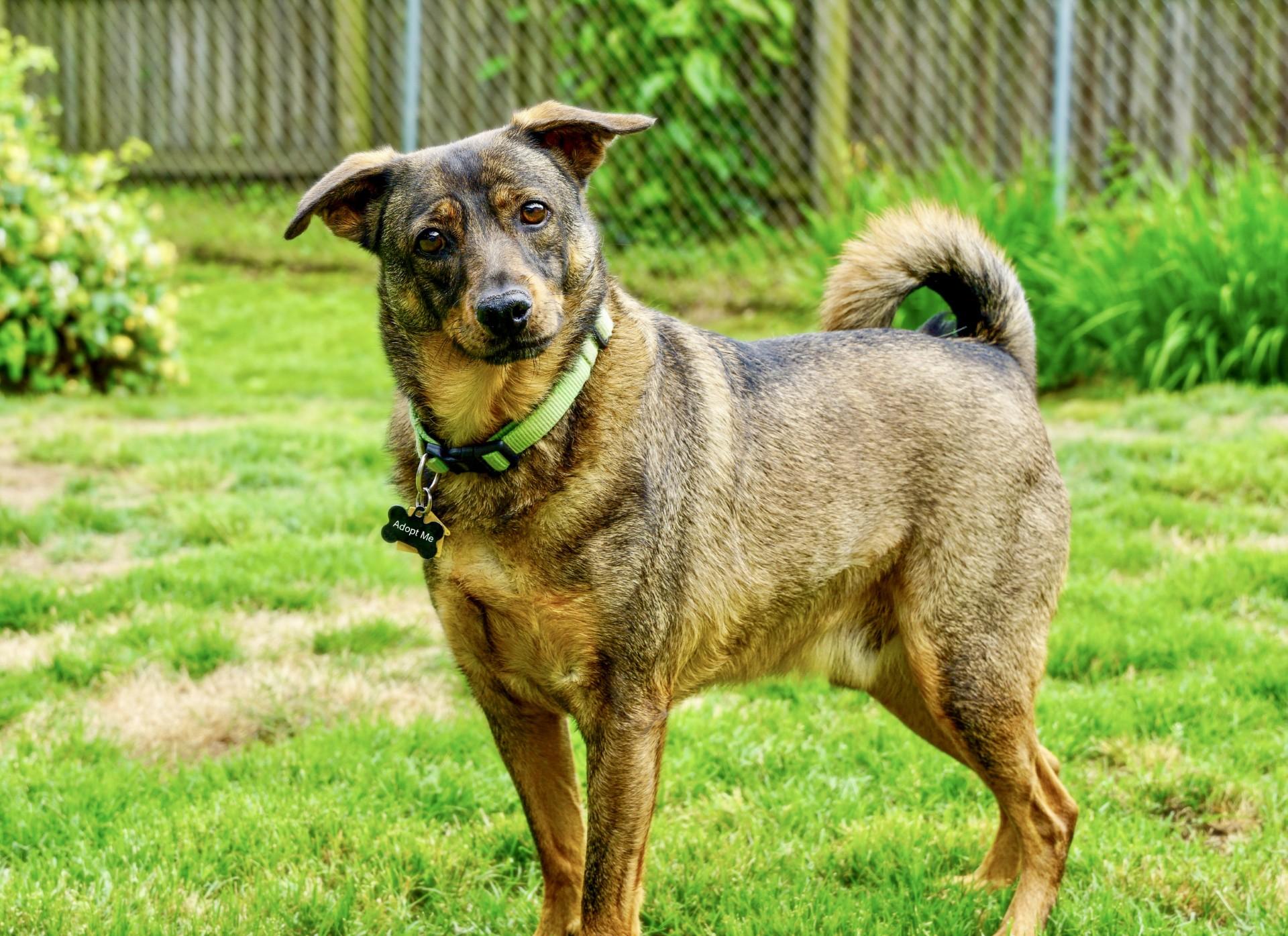 Bentley, Adoptable, Adult Male German Shepherd Dog & Chihuahua.