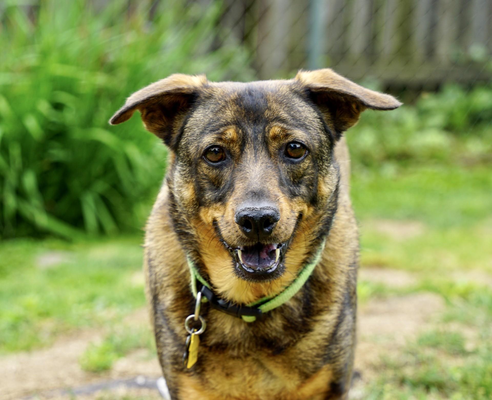 Bentley, a Adoptable mixed breed in Bowie, MD image 4/5
