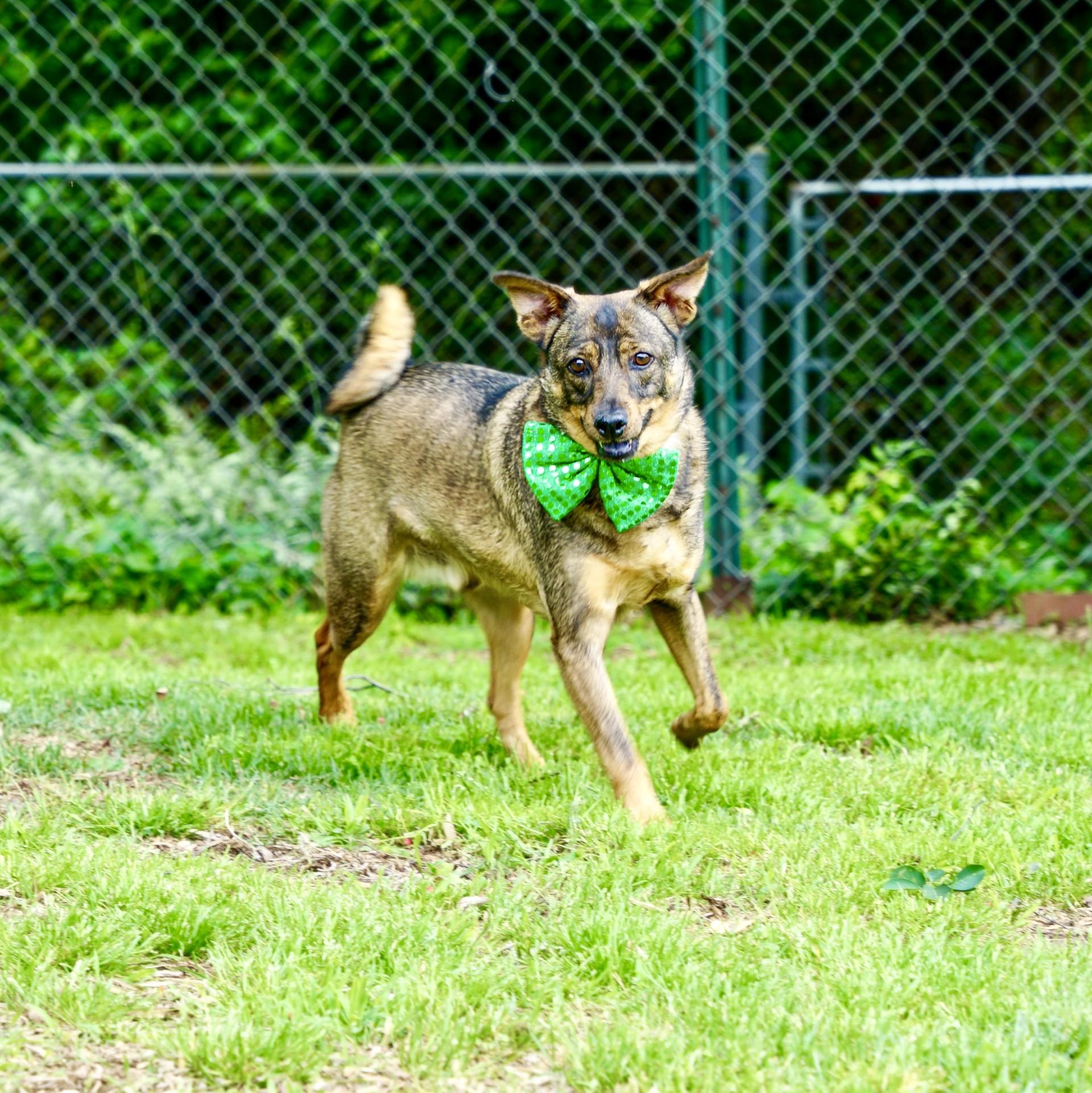 Bentley, a Adoptable mixed breed in Bowie, MD image 5/5
