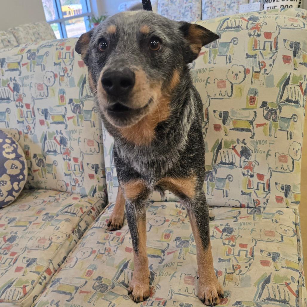 Enlarge Bluey, a Adoptable Australian Cattle Dog / Blue Heeler in West Point, MS image 1/6