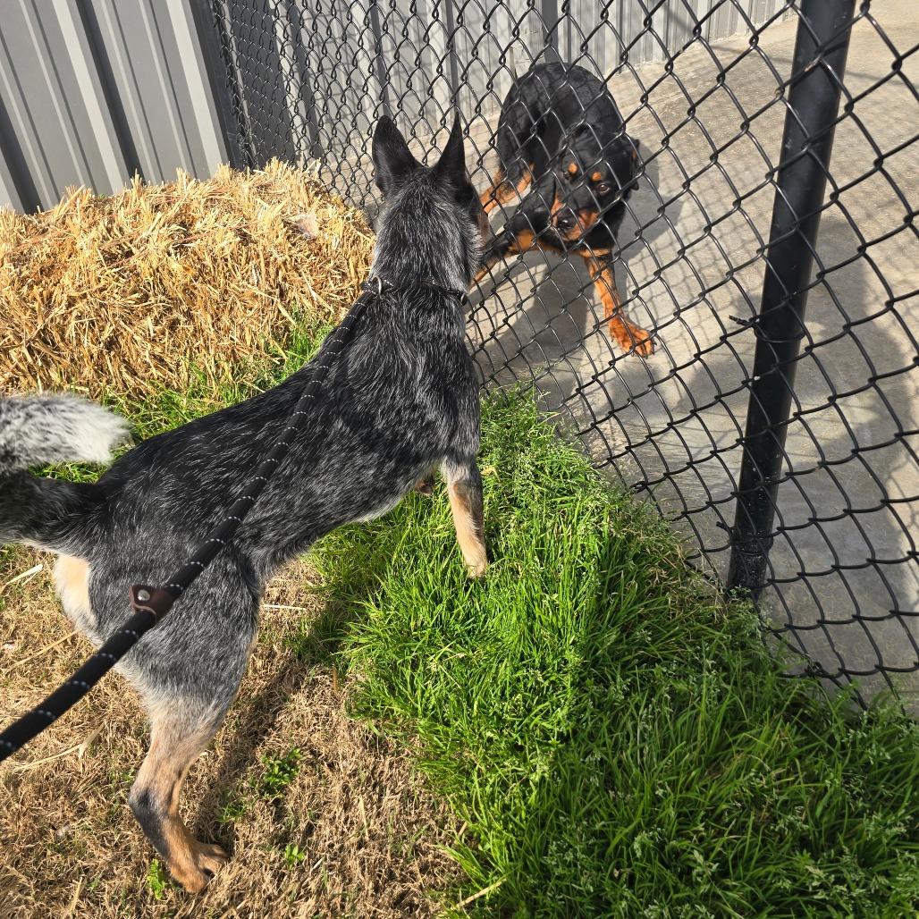 Enlarge Bluey, a Adoptable Australian Cattle Dog / Blue Heeler in West Point, MS image 2/6