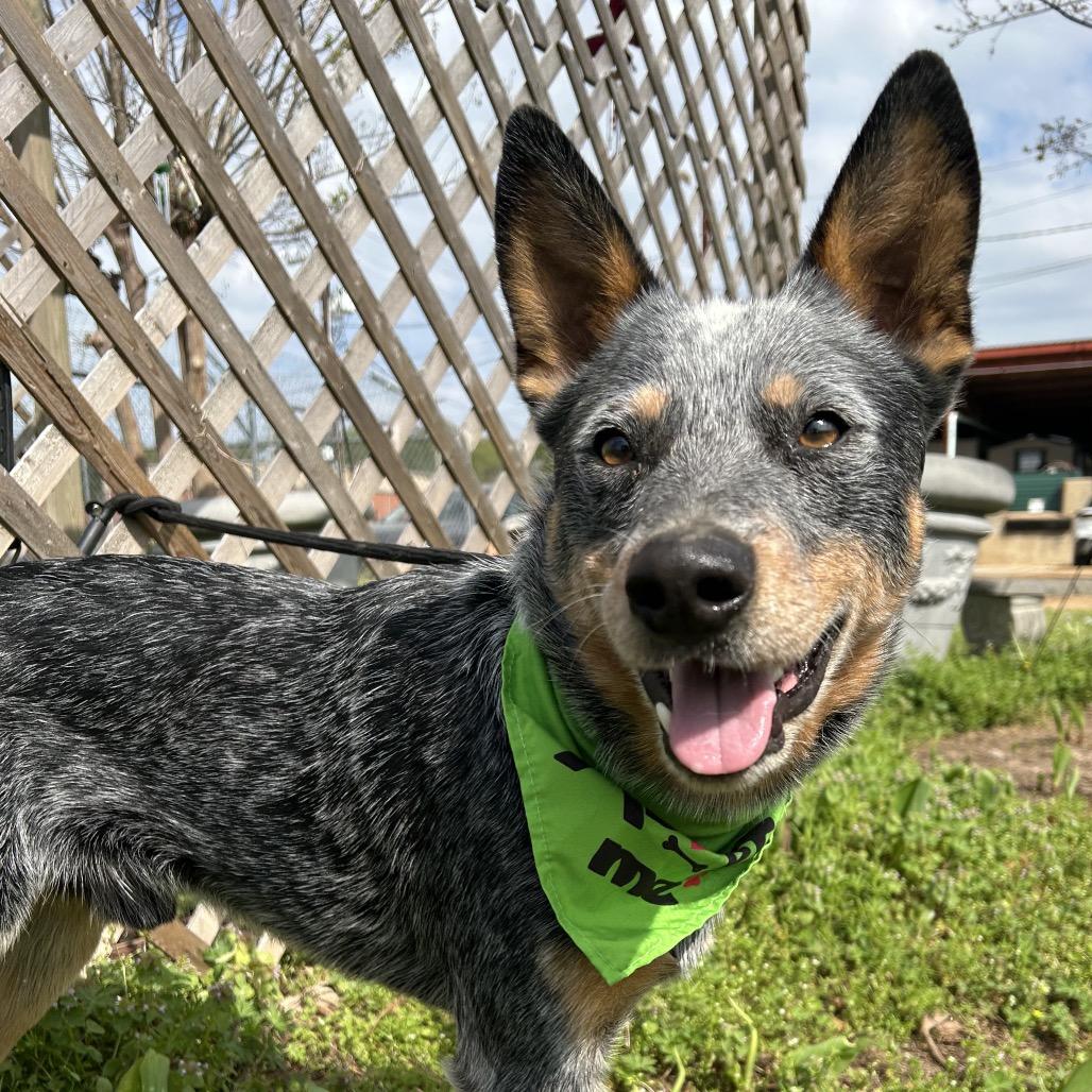 Enlarge Bluey, a Adoptable Australian Cattle Dog / Blue Heeler in West Point, MS image 3/6