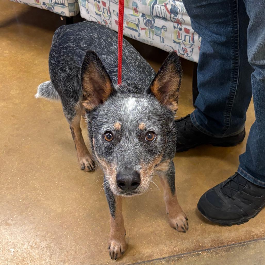 Enlarge Bluey, a Adoptable Australian Cattle Dog / Blue Heeler in West Point, MS image 4/6