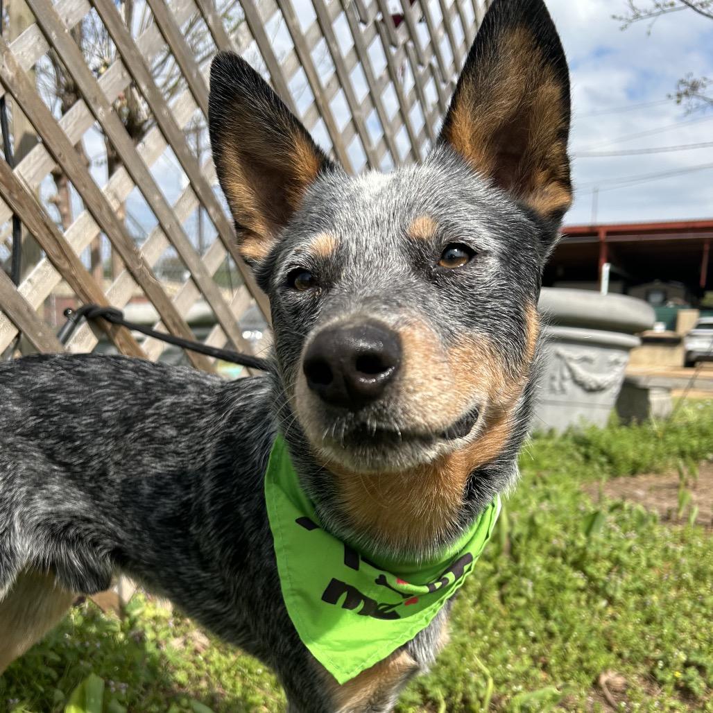 Enlarge Bluey, a Adoptable Australian Cattle Dog / Blue Heeler in West Point, MS image 5/6
