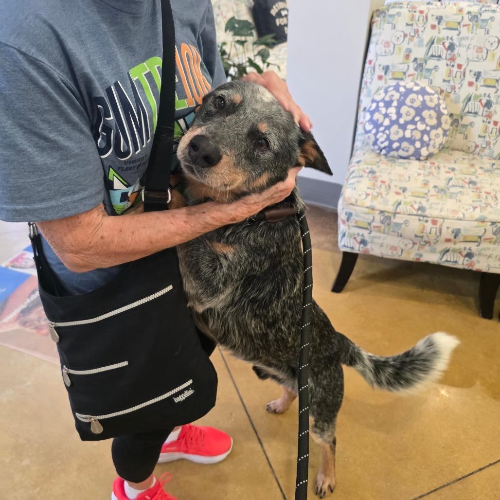 Enlarge Bluey, a Adoptable Australian Cattle Dog / Blue Heeler in West Point, MS image 6/6