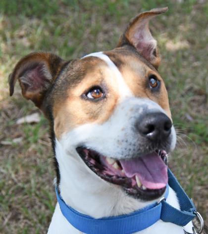 Enlarge DOBBIE, a ADOPTABLE Mixed Breed in Fernandina Beach, FL image 3/3