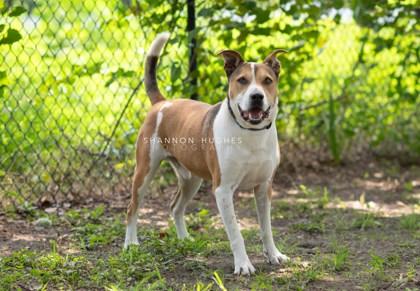 Enlarge DOBBIE, a ADOPTABLE Mixed Breed in Fernandina Beach, FL image 2/3