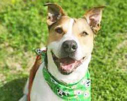 Enlarge DOBBIE, a ADOPTABLE Mixed Breed in Fernandina Beach, FL image 1/3