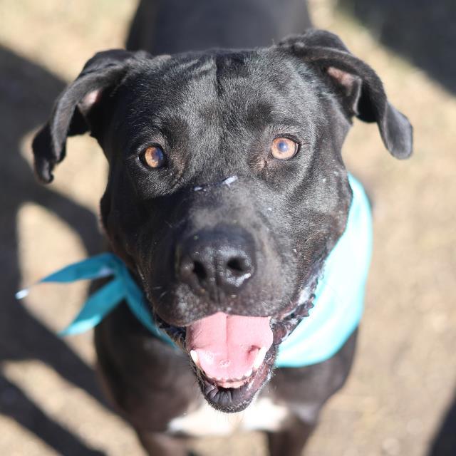 BLITZ, Adoptable, Young Male Labrador Retriever.