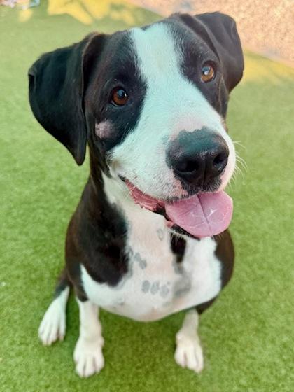 Traveler, a Adoptable Mixed Breed in Port Saint Joe, FL image 1/3