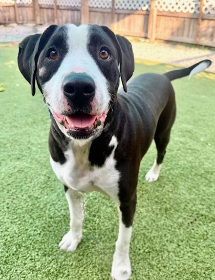 Enlarge Traveler, a Adoptable Mixed Breed in Port Saint Joe, FL image 2/3