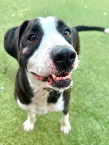 Traveler, Adoptable, Young Male Mixed Breed & Mixed Breed.