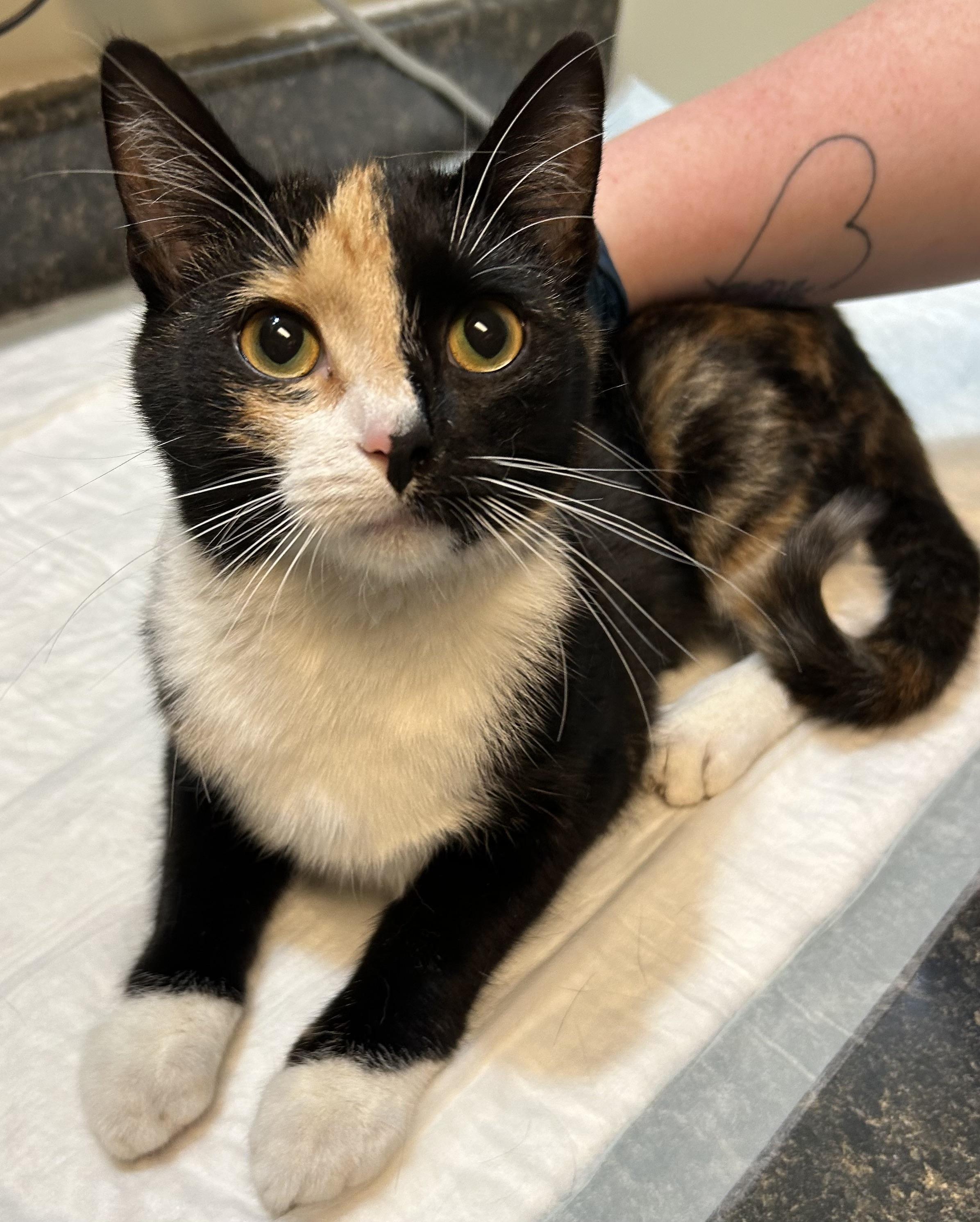 Peyton, adopted, Young Female Calico.