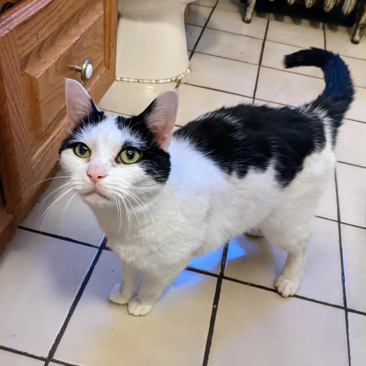Enlarge Caboodle, an adopted American Shorthair in Brooklyn, NY image 3/4
