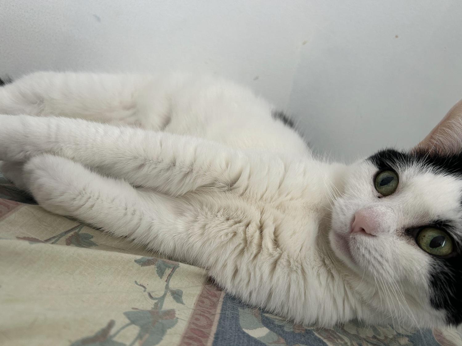 Enlarge Caboodle, an adopted American Shorthair in Brooklyn, NY image 4/4