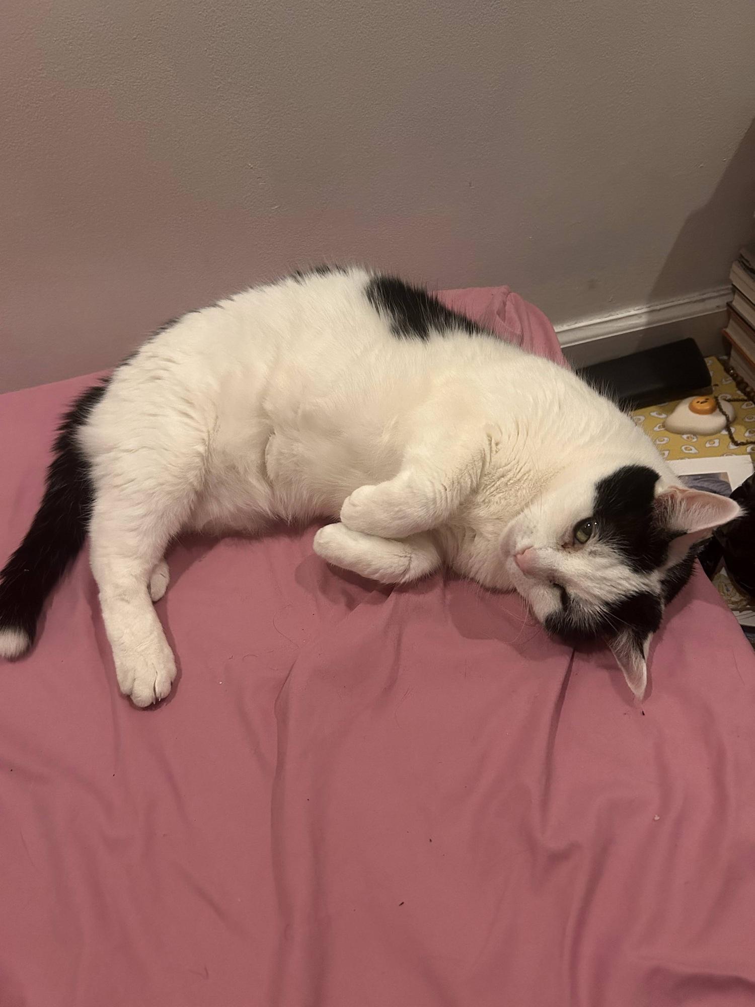 Enlarge Caboodle, an adopted American Shorthair in Brooklyn, NY image 1/4