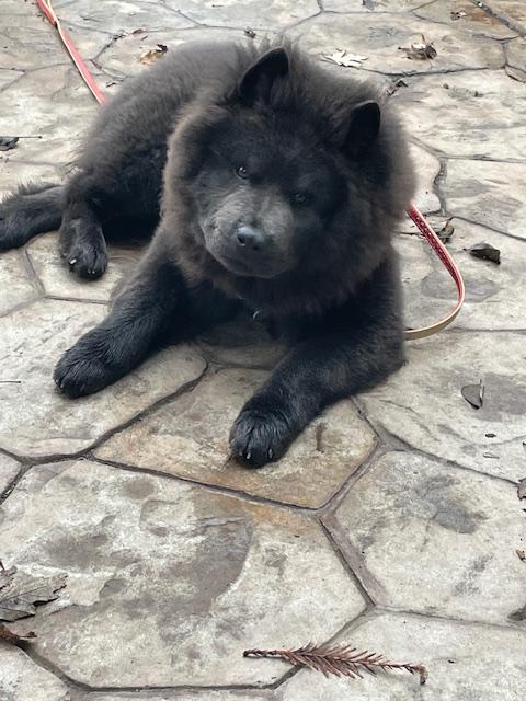 Mochi, a ADOPTABLE Chow Chow in Sacramento, CA image 3/5