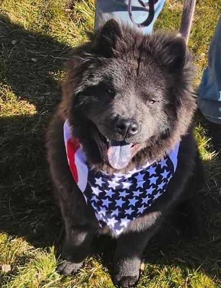 Mochi, ADOPTABLE, Young Male Chow Chow.