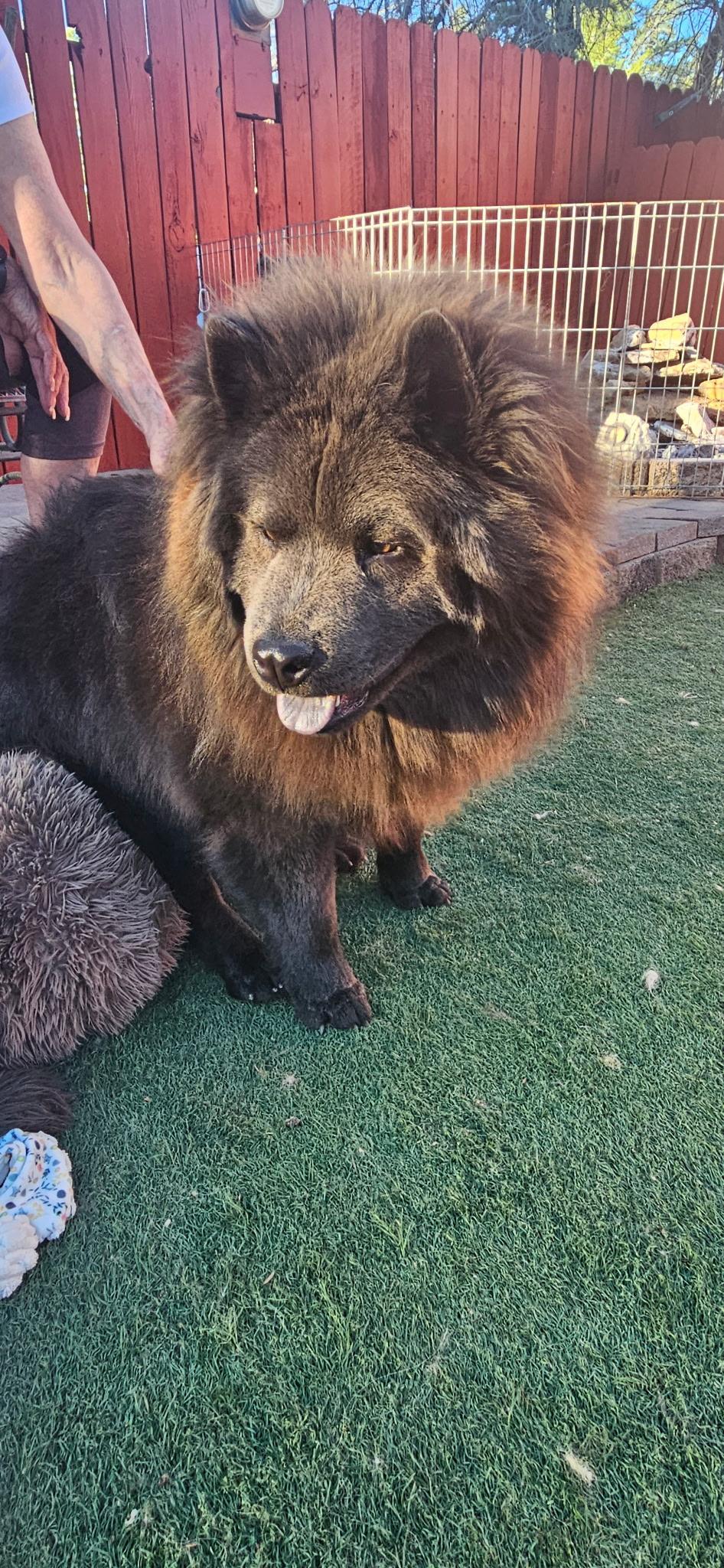 Mochi, a ADOPTABLE Chow Chow in Sacramento, CA image 5/5