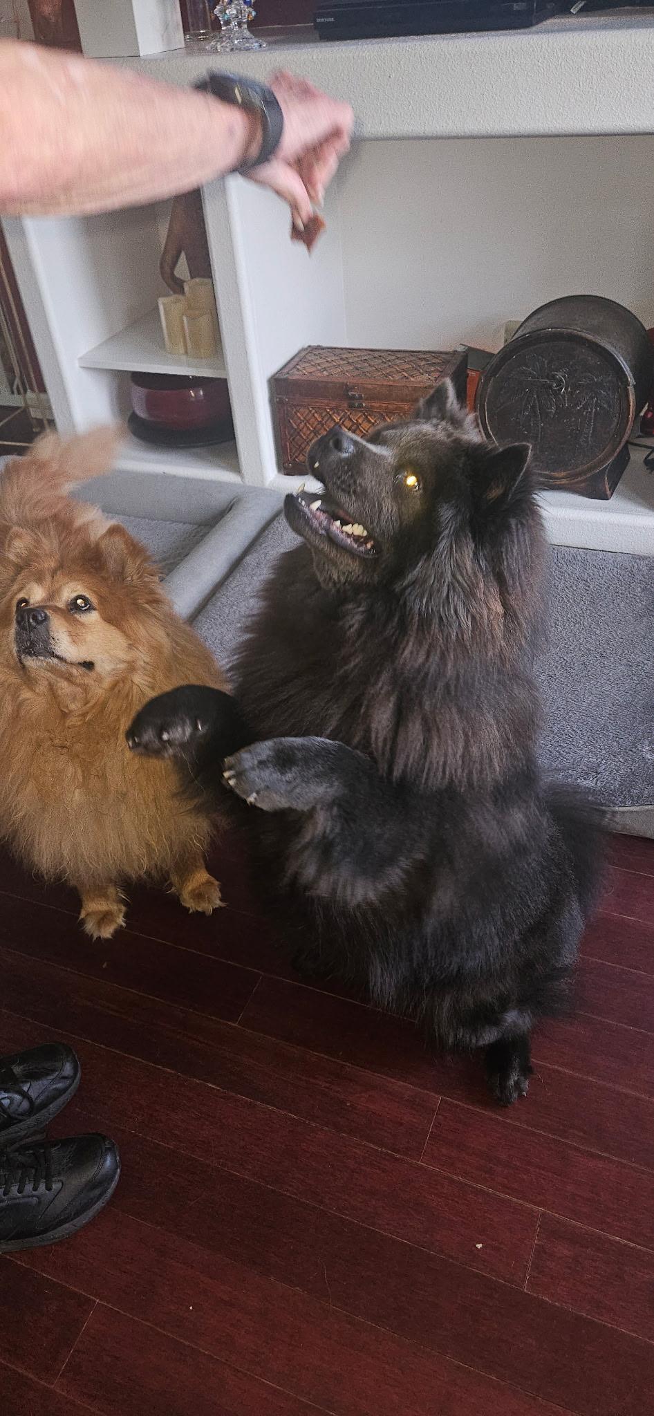 Mochi, a ADOPTABLE Chow Chow in Sacramento, CA image 4/5