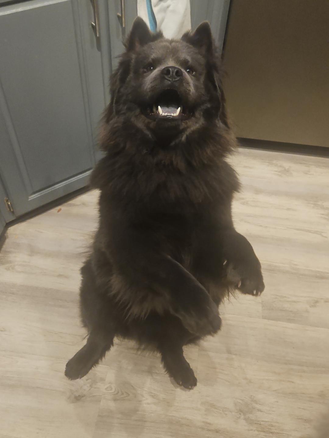 Enlarge Mochi, a Adoptable Chow Chow in Sacramento, CA image 1/6