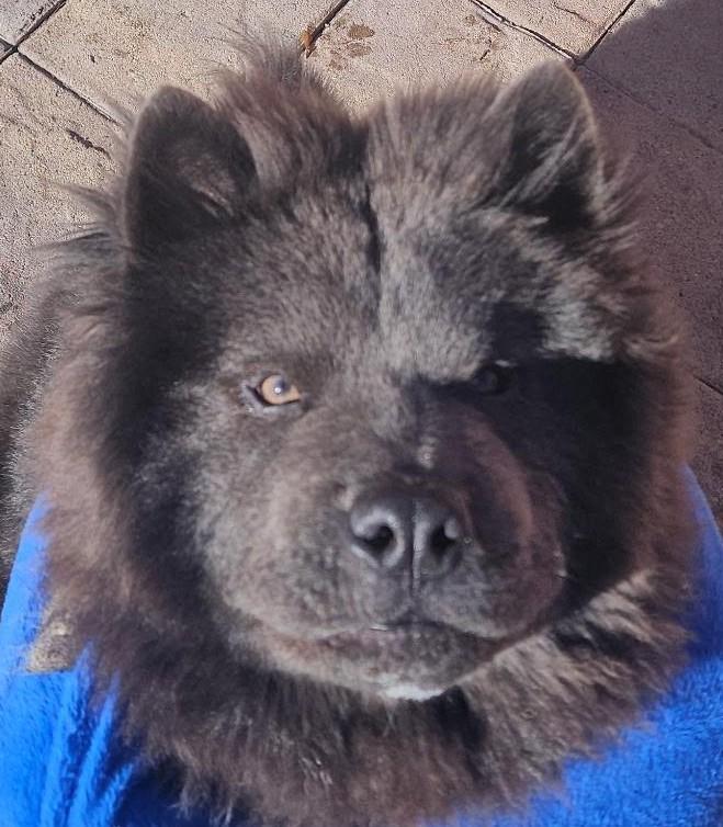 Mochi, ADOPTABLE, Young Male Chow Chow.