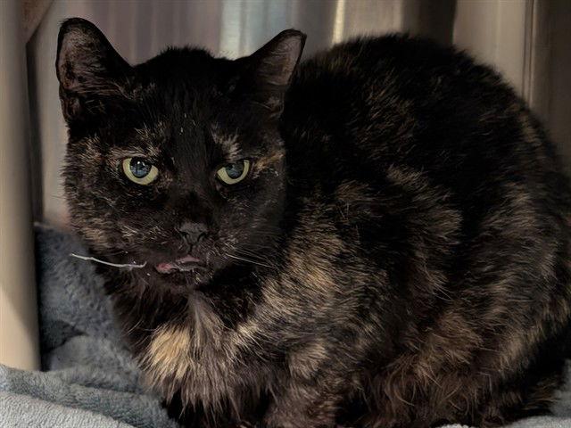 Enlarge PUPPY, a Adoptable Domestic Short Hair in Tavares, FL image 1/1