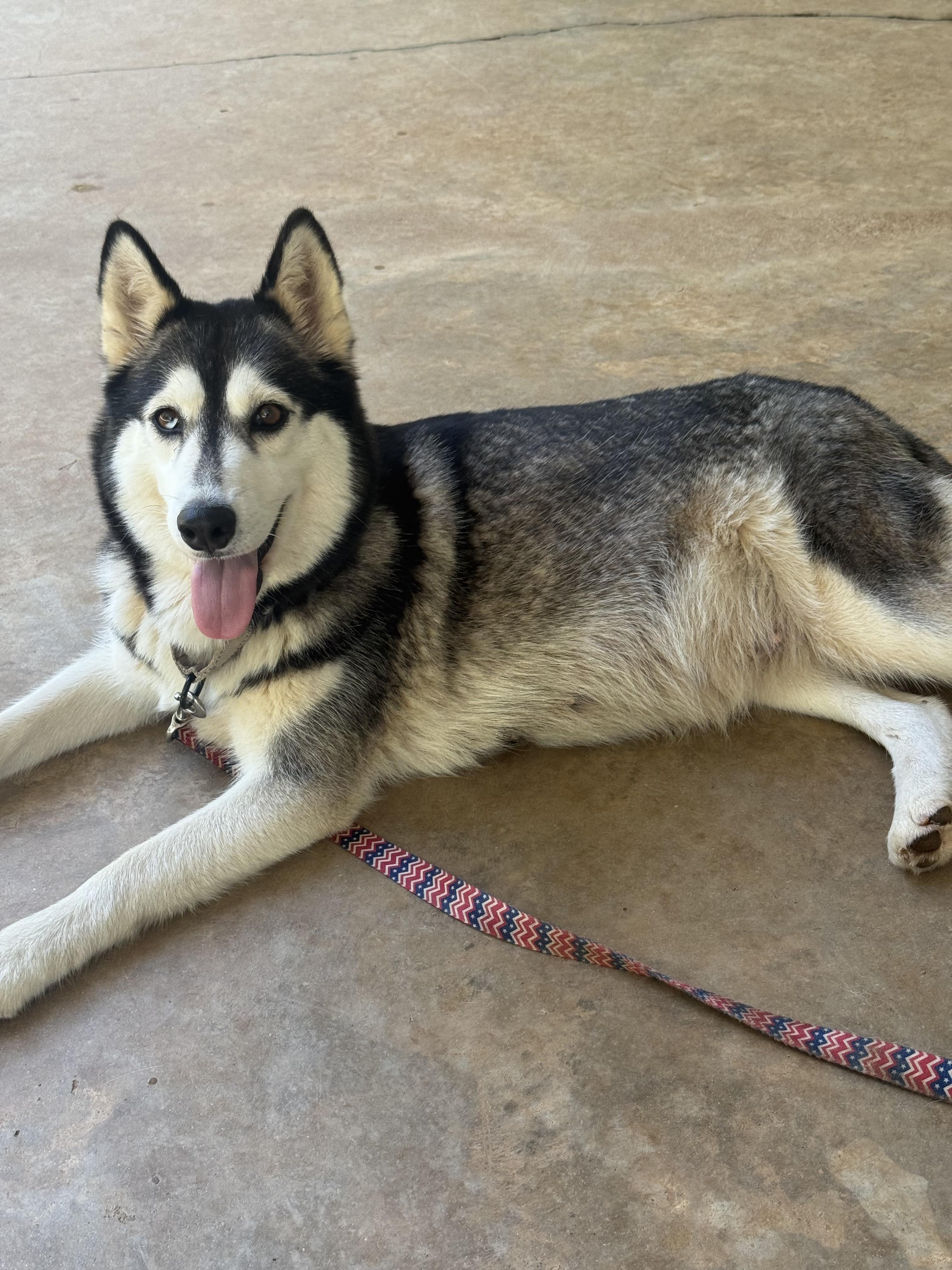Luna, Adoptable, Adult Female Siberian Husky.