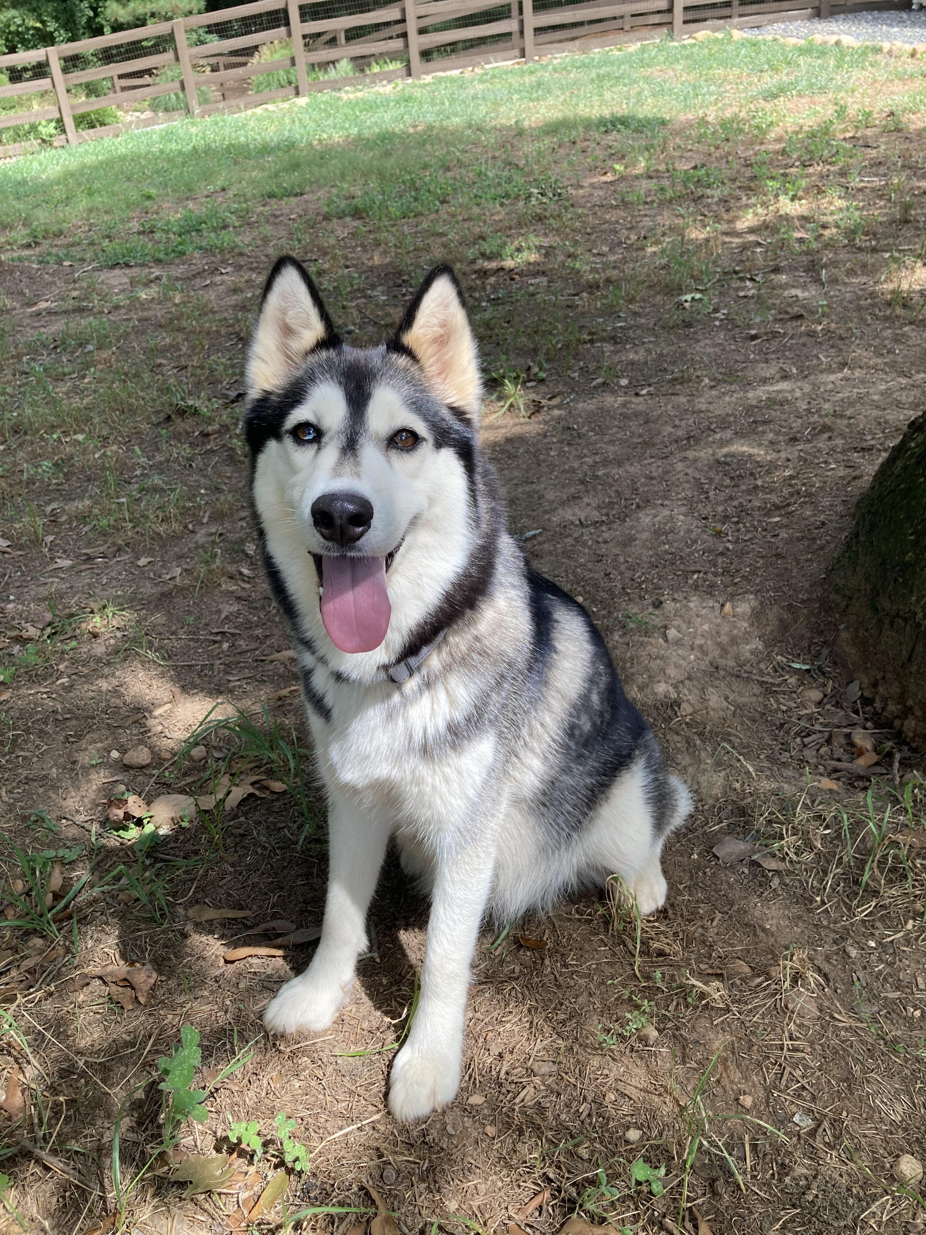Luna, a Adoptable Siberian Husky in Cumming, GA image 4/4