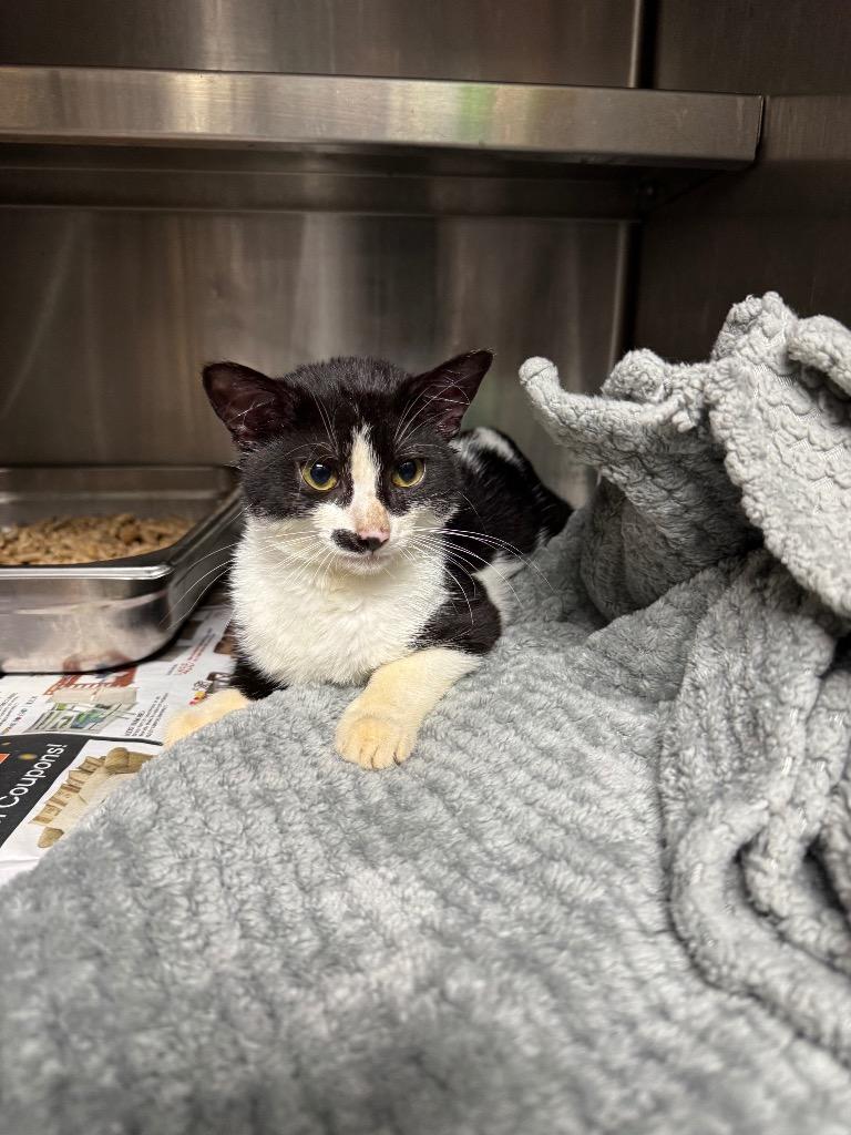 Enlarge Fat Baby, a Adoptable mixed breed in Shelbyville, TN image 1/1