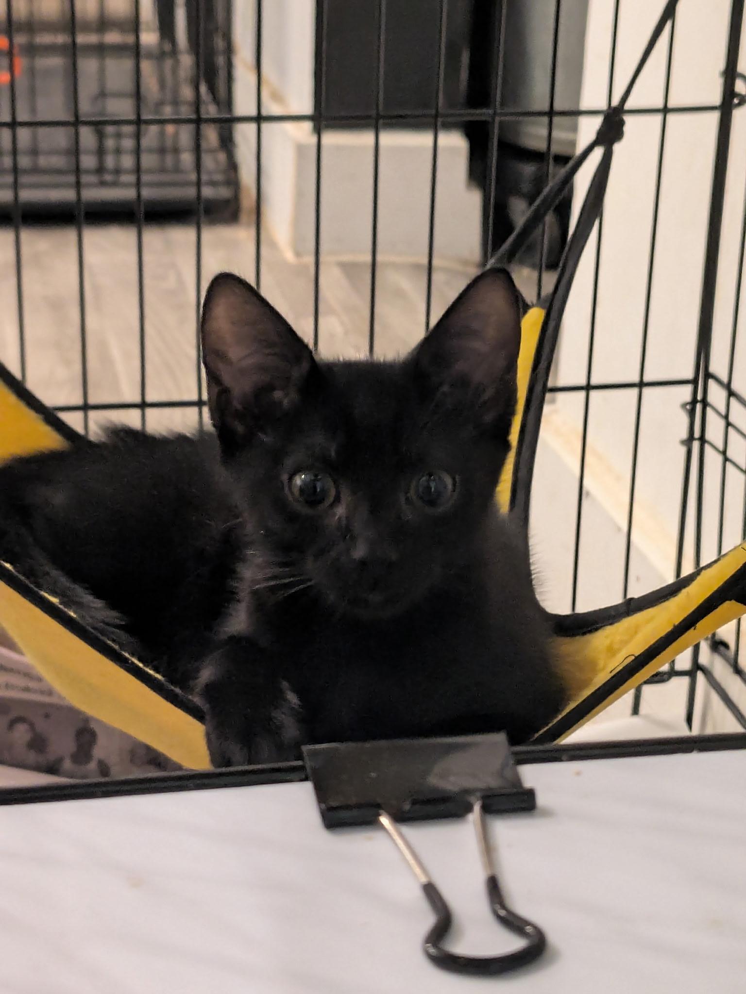 Plum, ADOPTABLE, Young Female Domestic Short Hair.