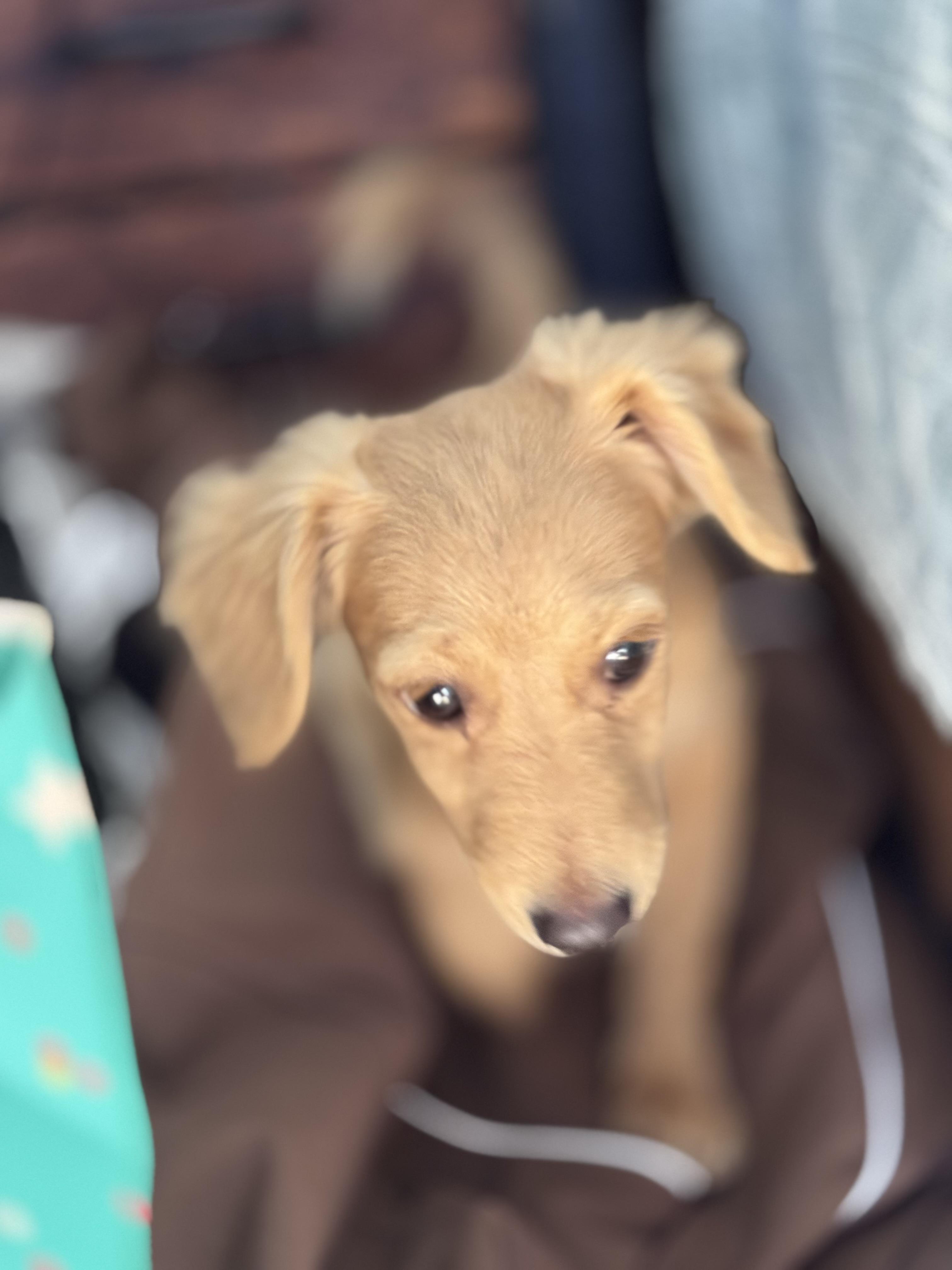 Canela