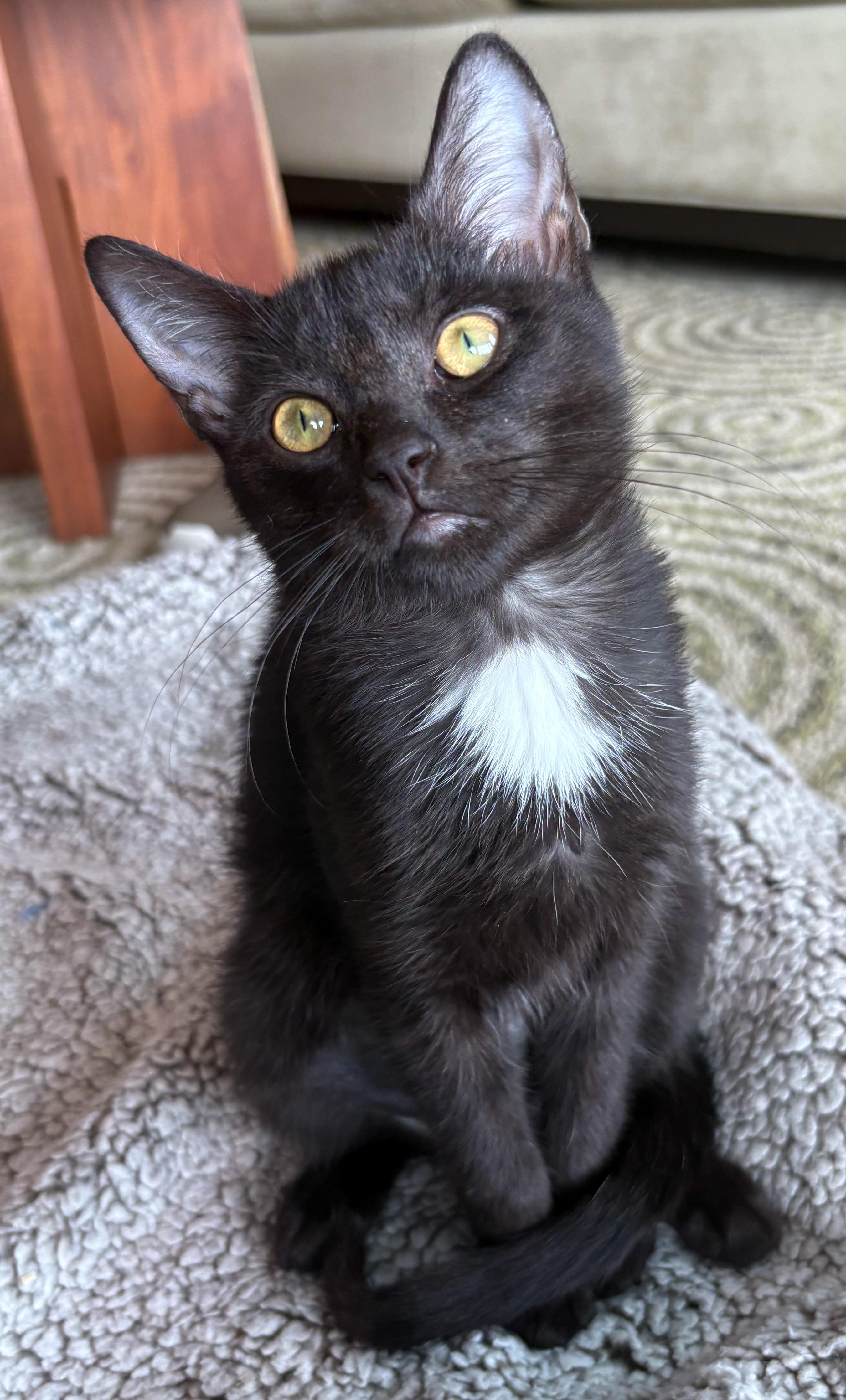 Enlarge Kini, an adopted mixed breed in Hilton Head Island, SC image 1/3