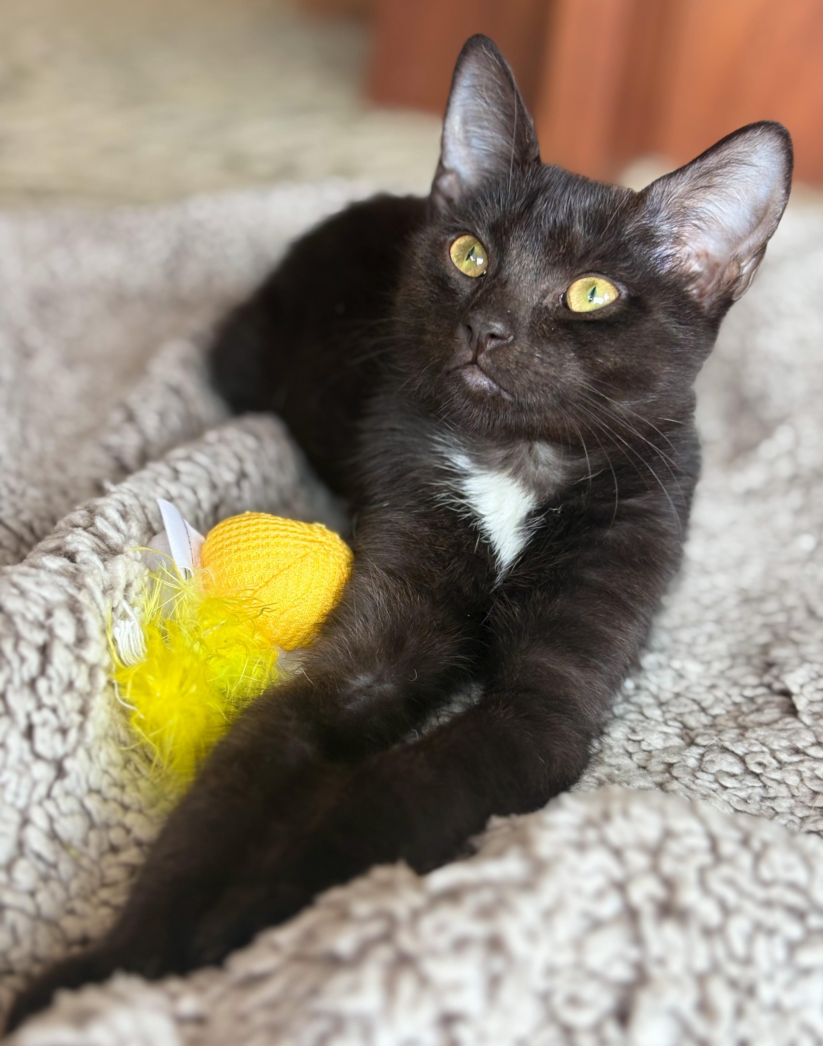 Enlarge Kini, an adopted mixed breed in Hilton Head Island, SC image 2/3