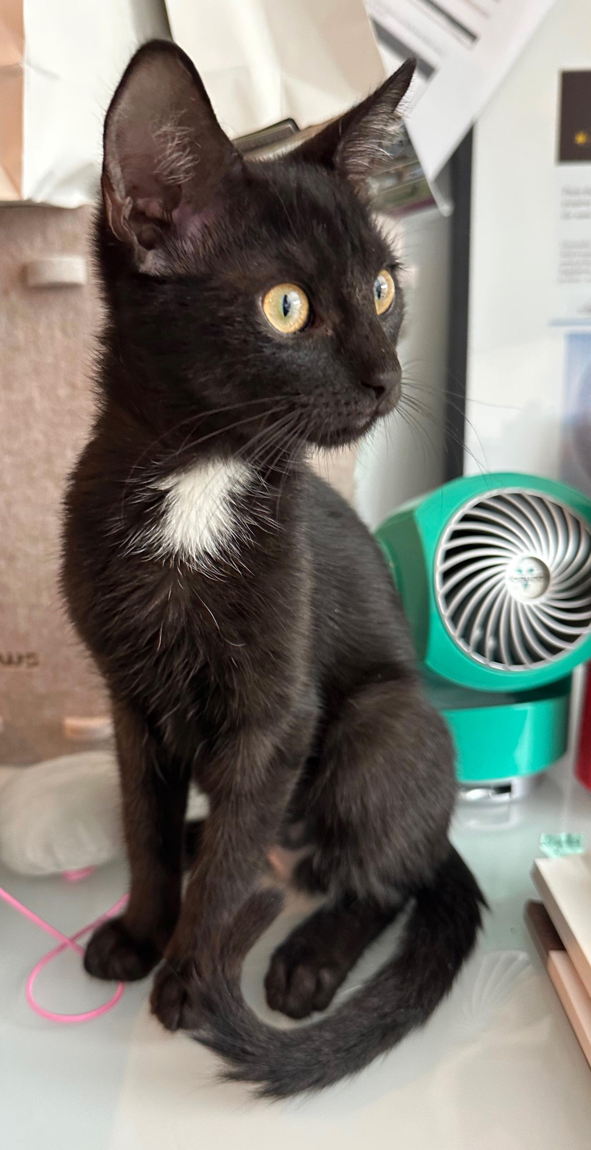 Enlarge Kini, an adopted mixed breed in Hilton Head Island, SC image 3/3