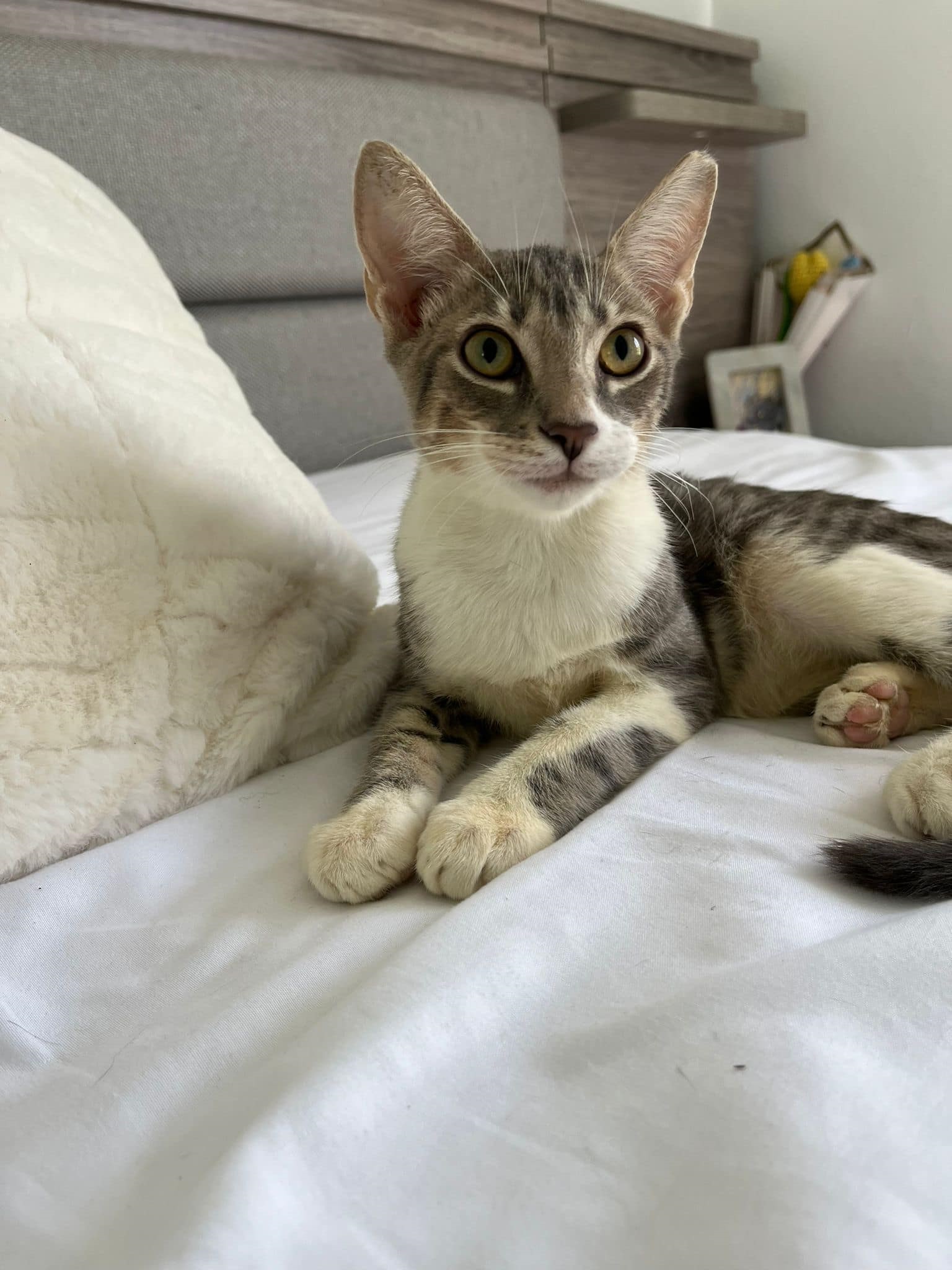 Enlarge Pooh, a Adopted Domestic Short Hair in Franklin, MA image 4/4