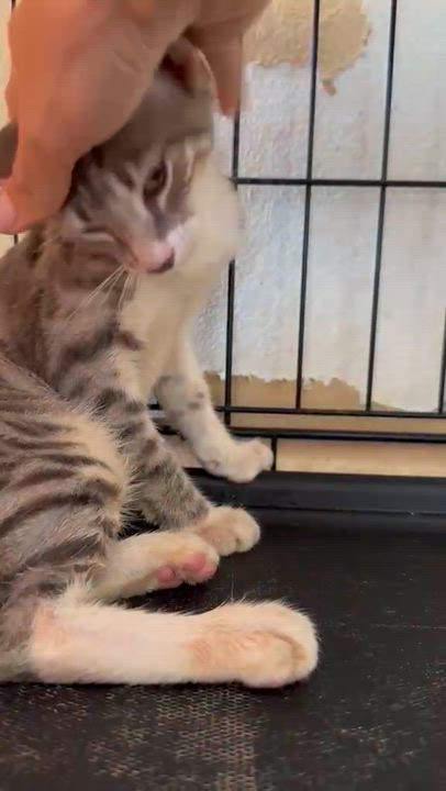 Enlarge Pooh, a Adopted Domestic Short Hair in Franklin, MA video 2/4